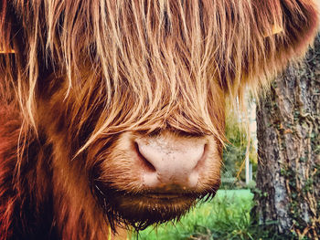 Close-up of a horse