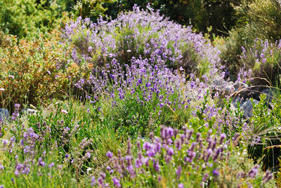 Purple flowering plants in garden