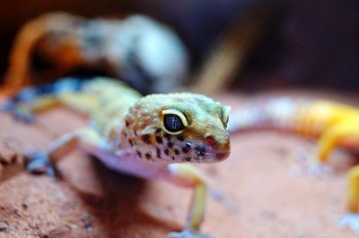 Close-up of frog