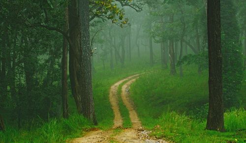 Road amidst trees in forest