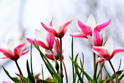 Close-up of flowers blooming at garden