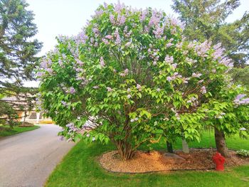 View of flowering plants in garden