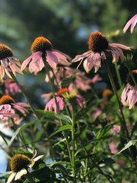 Close-up of coneflowers blooming outdoors