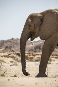 Cropped image of elephant on field during sunny day