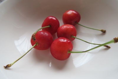 Close-up of red berries over white background