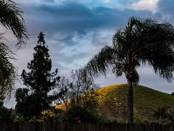 Low angle view of trees on field against sky