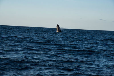 Humpback whale cavorting near islas marietas near bucerias bay, punta mita, mexico