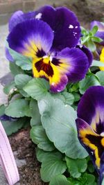 Close-up of purple flower blooming