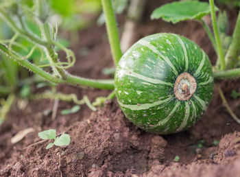 Green pumpkin