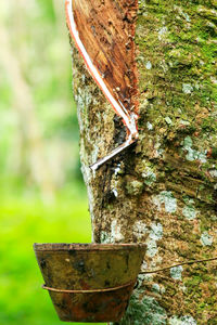 Close-up of tree trunk