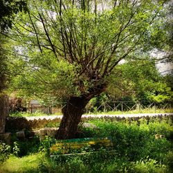 Trees on landscape