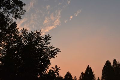 Low angle view of silhouette trees against sky during sunset