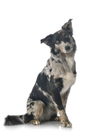 Portrait of a dog over white background