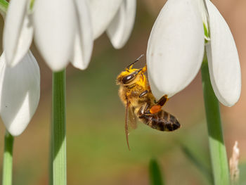 Close-up of bee pollinating flower