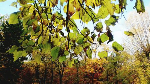 Close-up of plants growing in tree