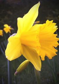 Close-up of yellow flower