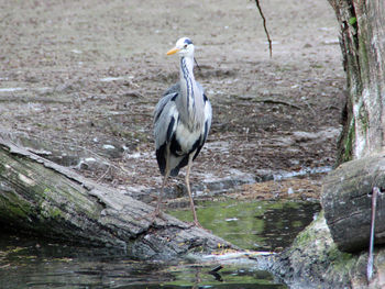 Close-up of heron on driftwood by lake
