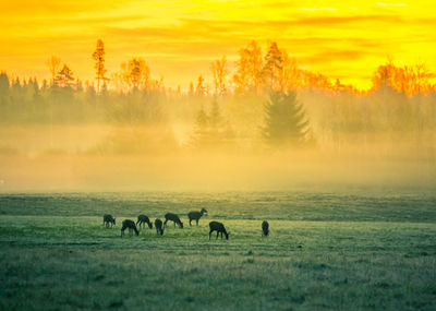 A beautiful misty morning with wild red deer herd grazing in the meadow. 