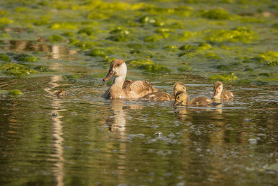 Side view of a duck in lake