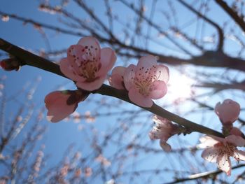 Low angle view of cherry blossom