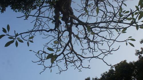 Low angle view of silhouette tree against clear blue sky