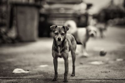 Portrait of dog on road