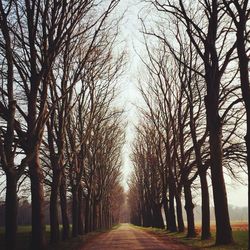 Empty road along trees