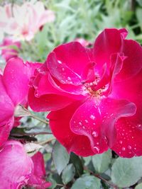 Close-up of wet pink rose blooming outdoors