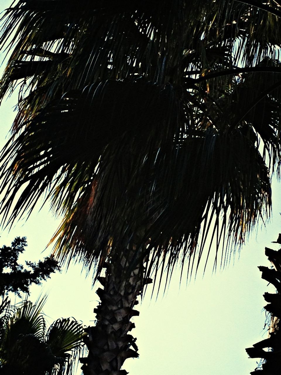 low angle view, tree, palm tree, growth, branch, tree trunk, nature, clear sky, leaf, silhouette, palm leaf, sky, tranquility, beauty in nature, outdoors, day, coconut palm tree, no people, tall - high, tropical tree