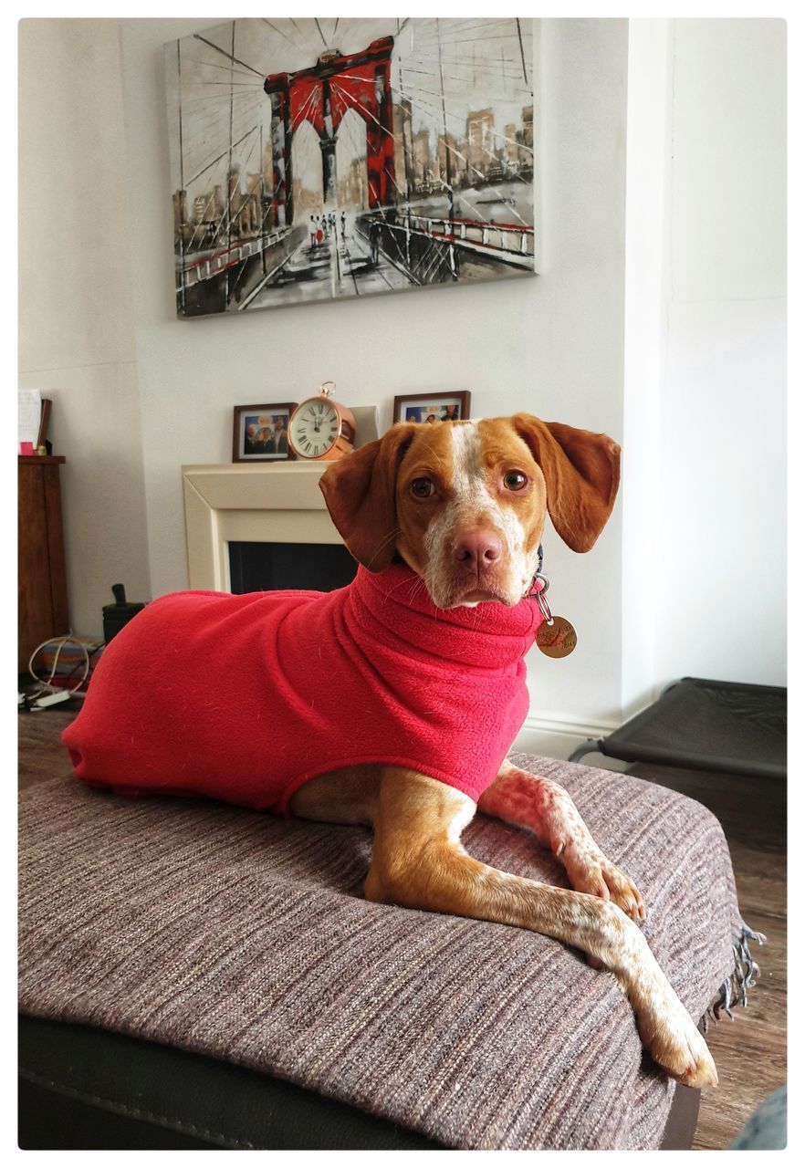 PORTRAIT OF DOG SITTING ON SOFA