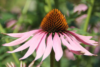 Close-up of pink flower