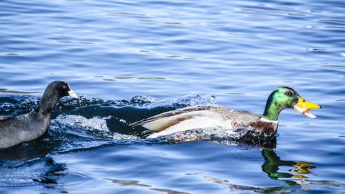 Swan swimming in lake