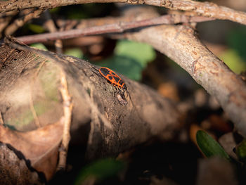 Close-up of ladybug on branch