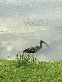 Bird flying over lake