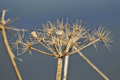 Close-up low angle view of sky