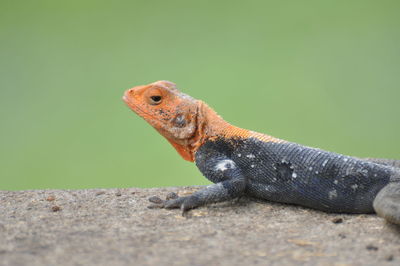 Close-up of lizard