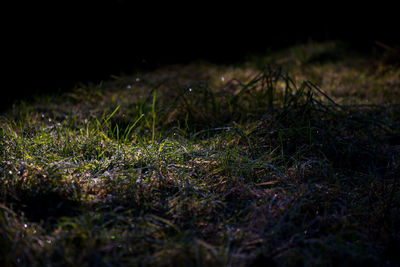 Close-up of mushroom growing on field