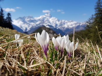 Close-up of white crocus flowers on field