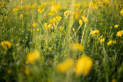 Close-up of yellow flowering plants on field