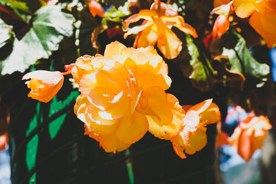 Close-up of yellow flowering plant