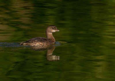 Duck swimming in lake