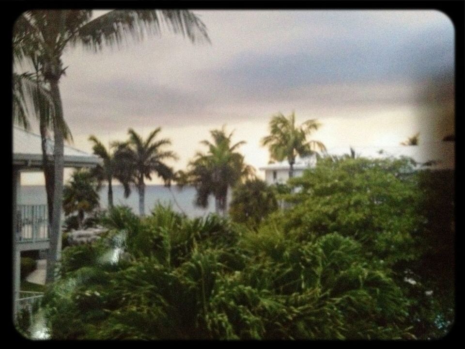 palm tree, transfer print, tree, auto post production filter, growth, plant, nature, sky, green color, tranquility, beauty in nature, tranquil scene, scenics, day, field, outdoors, no people, landscape, grass, cloud - sky