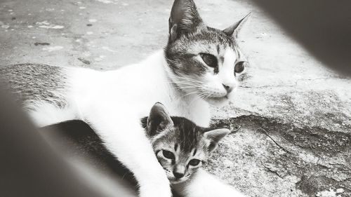 Portrait of kitten sitting outdoors