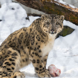 Cat in a snow