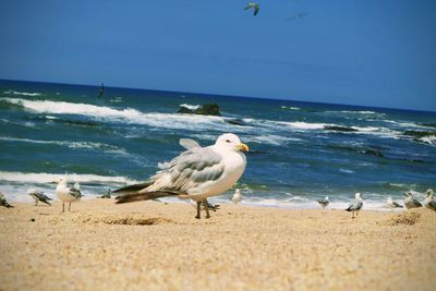 Seagulls on beach