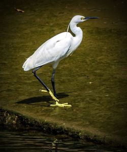 White heron in a lake