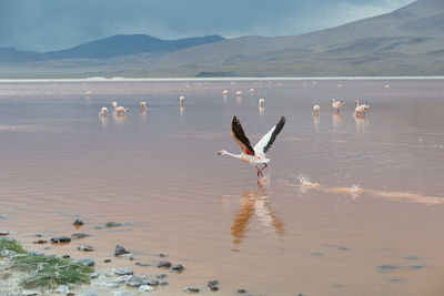 View of birds on beach