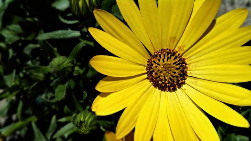 Close-up of yellow flower