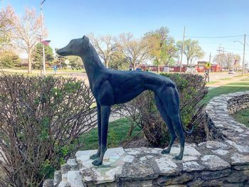 Side view of a horse against the sky