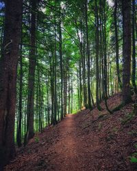 Footpath amidst trees in forest